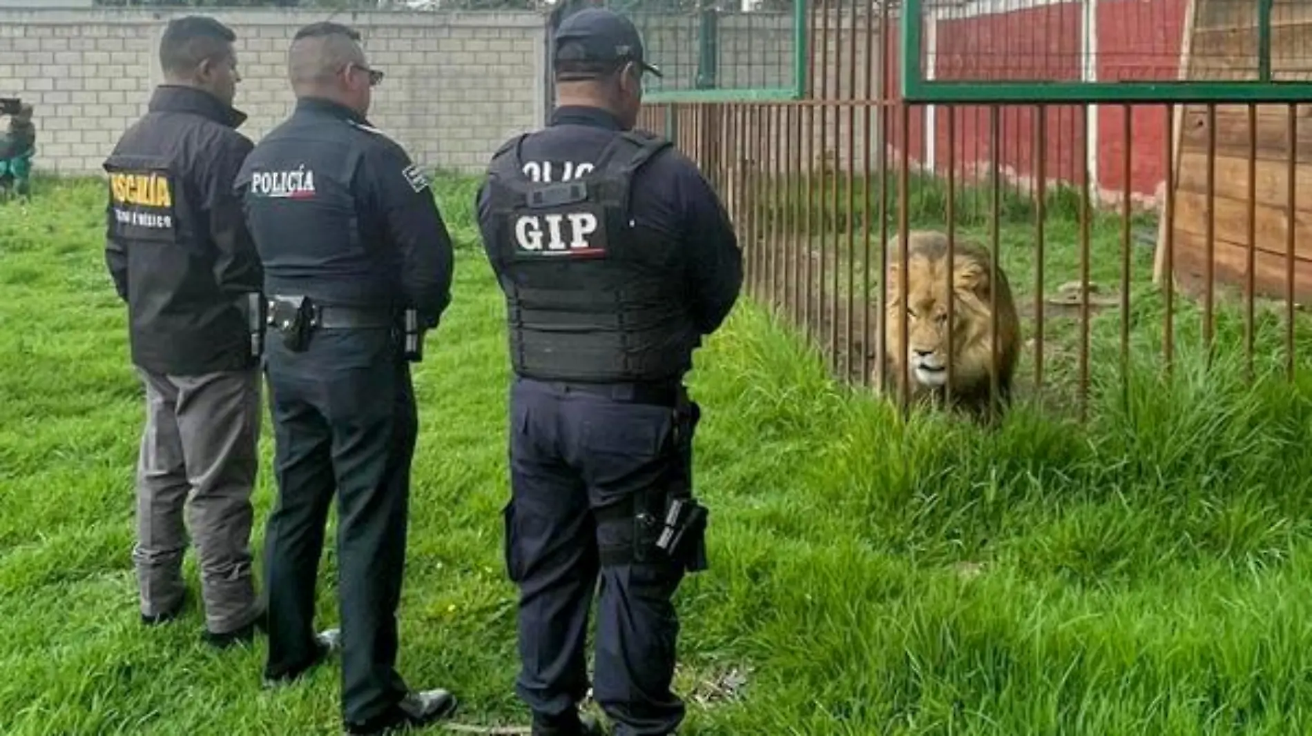 Edomex: rescatan a un león y cinco mapaches tras denuncia por maltrato animal